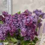 Алвард