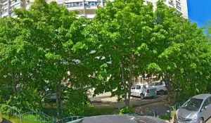 Фотография Light lingva 1